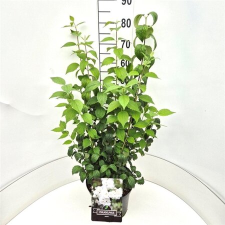 Philadelphus 'Virginal' 60-80 cm cont. 10L