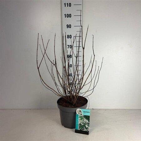 Philadelphus 'Virginal' 60-80 cm cont. 10L