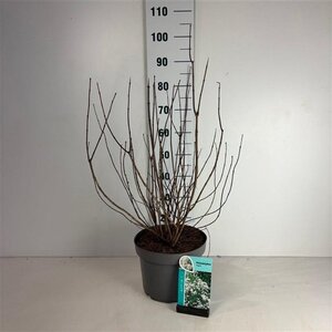 Philadelphus 'Virginal' 60-80 cm cont. 10L