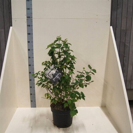 Philadelphus 'Virginal' 80-100 cm cont. 10L - afbeelding 7