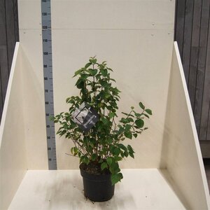 Philadelphus 'Virginal' 80-100 cm cont. 10L - afbeelding 7