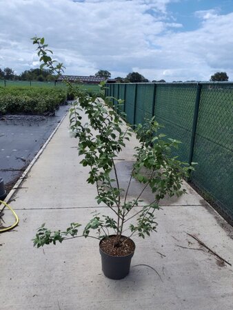 Philadelphus 'Virginal' 80-100 cm cont. 10L - afbeelding 8