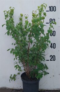 Philadelphus 'Virginal' 80-100 cm cont. 10L - afbeelding 6