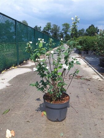 Philadelphus 'Virginal' 80-100 cm cont. 10L - afbeelding 5