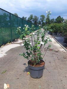 Philadelphus 'Virginal' 80-100 cm cont. 10L - afbeelding 5