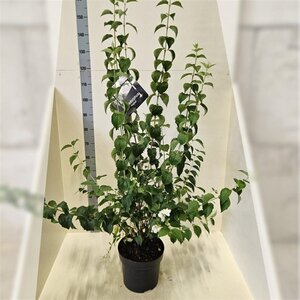 Philadelphus 'Virginal' 80-100 cm cont. 10L - afbeelding 9