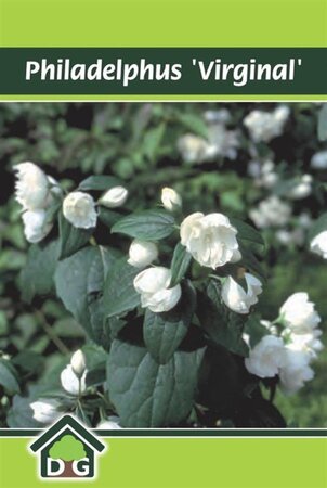 Philadelphus 'Virginal' geen maat specificatie cont. 3,0L - afbeelding 1