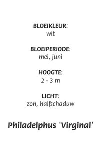 Philadelphus 'Virginal' geen maat specificatie cont. 3,0L - afbeelding 2