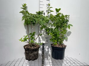 Philadelphus 'Virginal' geen maat specificatie cont. 7,5L