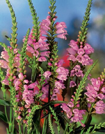 Physostegia virginiana geen maat specificatie 0,55L/P9cm - afbeelding 4
