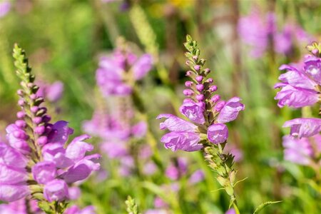 Physostegia virginiana geen maat specificatie 0,55L/P9cm - afbeelding 1