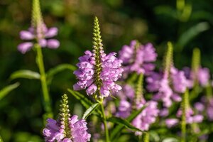 Physostegia virginiana geen maat specificatie 0,55L/P9cm - afbeelding 2