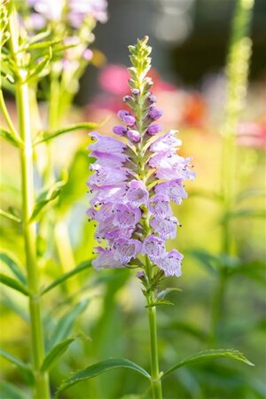 Physostegia virginiana geen maat specificatie 0,55L/P9cm - afbeelding 3