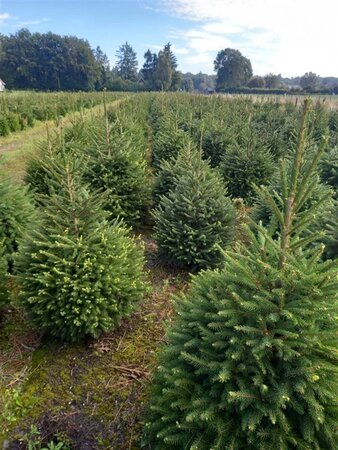 Picea abies = kerstboom 100-125 cm met kluit - afbeelding 5