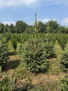 Picea abies = kerstboom 100-125 cm met kluit - afbeelding 7