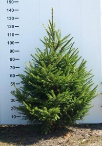 Picea abies = kerstboom 100-125 cm met kluit - afbeelding 6