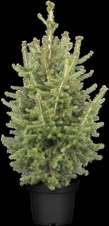 Picea abies = kerstboom 150-175 cm container - afbeelding 2