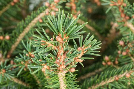 Picea abies = kerstboom 175-200 cm container - afbeelding 1