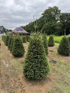 Picea abies = kerstboom 175-200 cm draadkluit - afbeelding 3