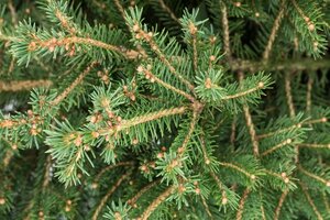 Picea abies = kerstboom 300-350 cm geen wortel - afbeelding 2