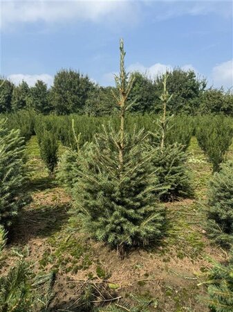 Picea abies = kerstboom 60-80 cm met kluit - afbeelding 4