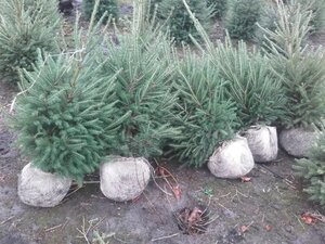 Picea abies = kerstboom 80-100 cm met kluit - afbeelding 5