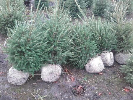 Picea abies = kerstboom 80-100 cm met kluit - afbeelding 3