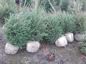 Picea abies = kerstboom 80-100 cm met kluit - afbeelding 3