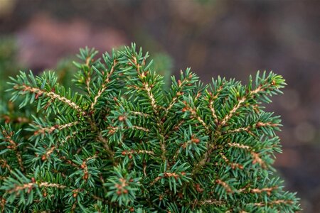 Picea a. 'Little Gem' 15-20 cm cont. 2,0L - afbeelding 1