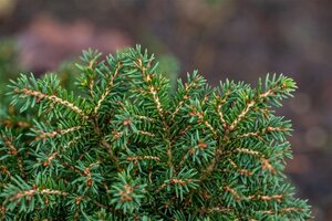 Picea a. 'Little Gem' 15-20 cm cont. 2,0L