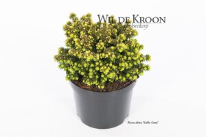Picea a. 'Little Gem' 15-20 cm cont. 2,0L - afbeelding 3