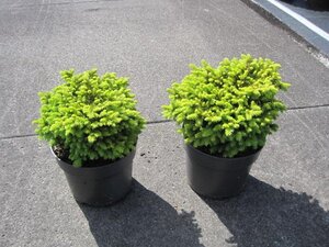 Picea a. 'Little Gem' 15-20 cm cont. 2,0L - afbeelding 4