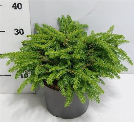Picea a. 'Nidiformis' 30-40 cm cont. 5,0L - afbeelding 1