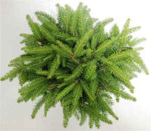 Picea a. 'Nidiformis' 30-40 cm cont. 5,0L - afbeelding 3