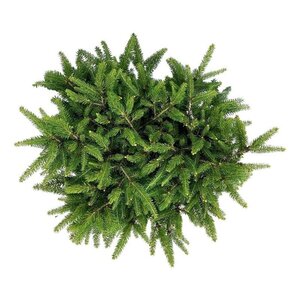 Picea a. 'Nidiformis' 30-40 cm cont. 7,5L