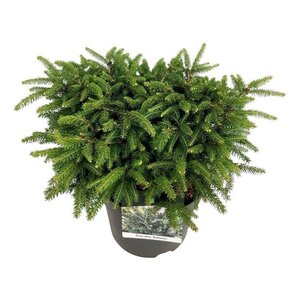 Picea a. 'Nidiformis' 30-40 cm cont. 7,5L - afbeelding 2