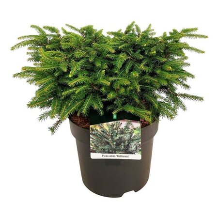 Picea a. 'Nidiformis' 30-40 cm cont. 7,5L - afbeelding 4