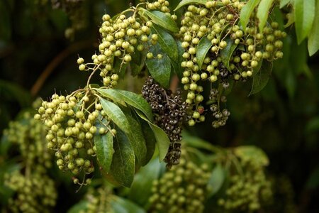 Pieris 'Forest Flame' 30-40 cm cont. 3,0L - afbeelding 4