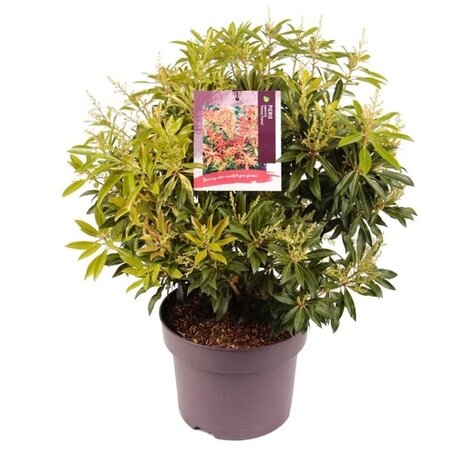 Pieris 'Forest Flame' 30-40 cm cont. 5,0L - afbeelding 2