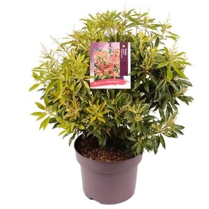 Pieris 'Forest Flame' 30-40 cm cont. 5,0L - afbeelding 2