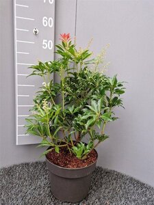 Pieris 'Forest Flame' 30-40 cm cont. 5,0L
