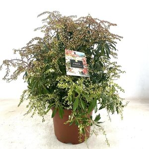 Pieris 'Forest Flame' 40-50 cm cont. 10L - afbeelding 2