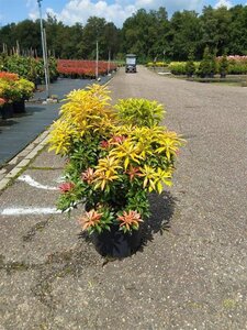 Pieris 'Forest Flame' 40-50 cm cont. 10L - afbeelding 2