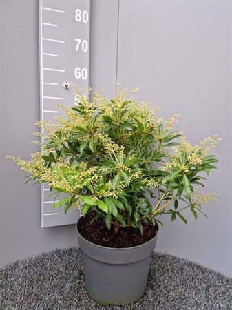 Pieris 'Forest Flame' 40-50 cm cont. 10L - afbeelding 1