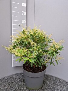 Pieris 'Forest Flame' 40-50 cm cont. 10L