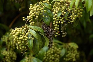 Pieris 'Forest Flame' 50-60 cm cont. 3,0L - afbeelding 4