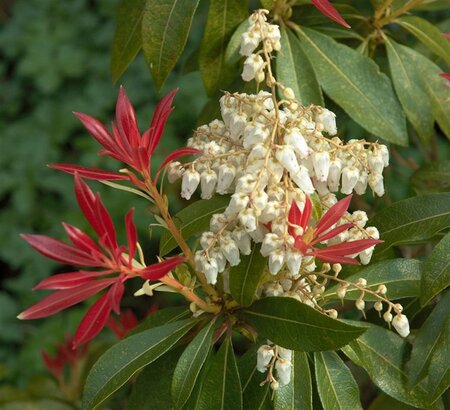 Pieris 'Forest Flame' 80-100 cm cont. 10L - afbeelding 2