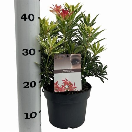 Pieris 'Flaming Silver' 25-30 cm cont. 3,0L - afbeelding 9