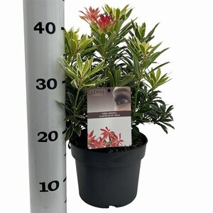 Pieris 'Flaming Silver' 25-30 cm cont. 3,0L - afbeelding 9