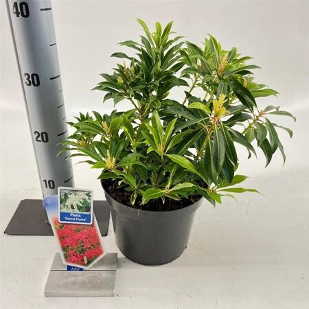 Pieris 'Flaming Silver' 25-30 cm cont. 3,0L - afbeelding 5
